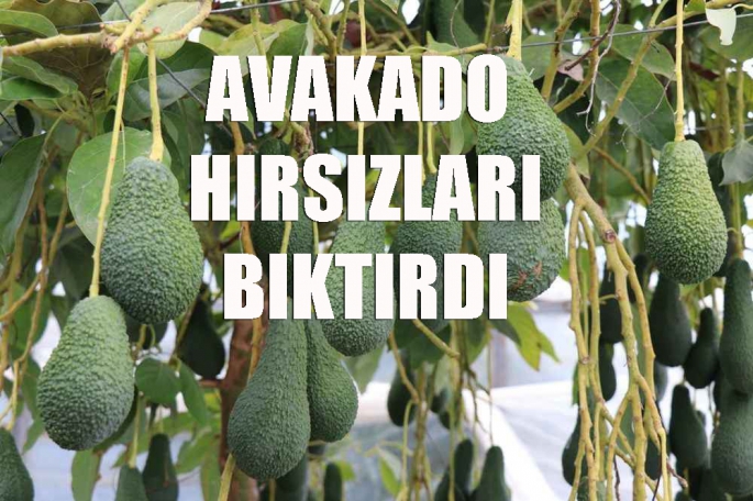 Avakado Hırsızları Bıktırdı