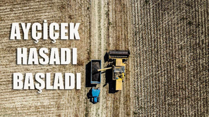 Ayçiçeği hasadı sevinci 