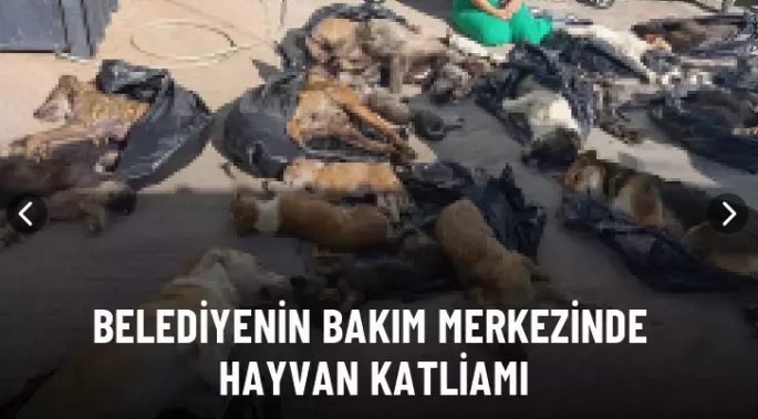 Belediyenin bakım merkezinde hayvan katliamı