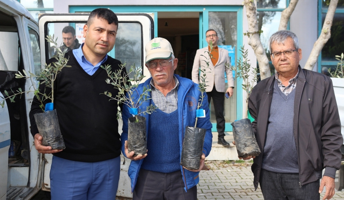 Büyükşehir’den Serik’e zeytin fidesi desteği 