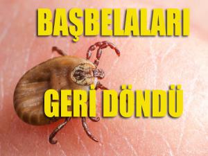 Başbelaları Geri Döndü