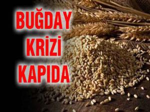 Buğday krizi kapıda