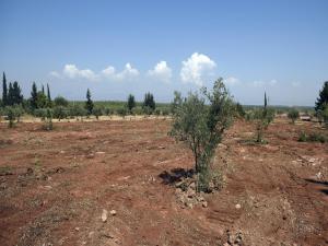 Gözün Aydın Antalya, Dev Çiftliğin Yapımı Başladı