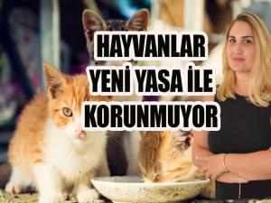 Hayvanlar yeni yasada da korunmuyor