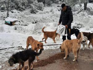 Kepez, Bu Soğuk Havada Can Dostlarının Yanı Başında