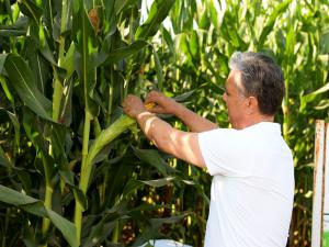 Mısırda Hasat Zamanı.