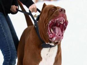 Pitbullar Sokağa Atılıyor. Sokakta Tehlike Artıyor