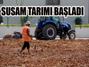 Susam tarımı başladı