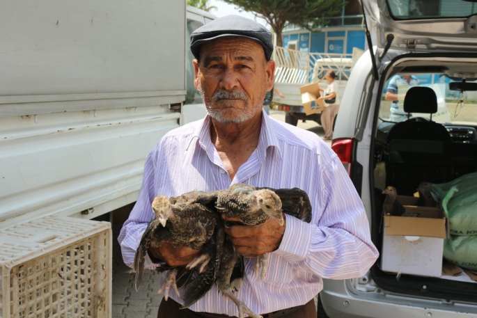 Hindi ile çekirge mücadelesi bu yıl da sürüyor