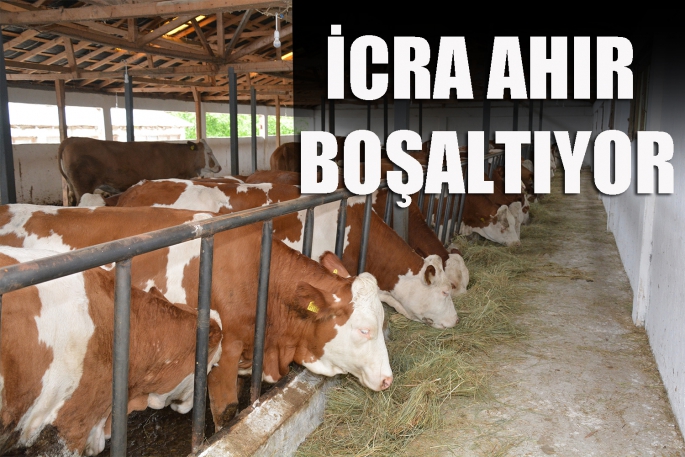İcra Ahır Boşalttırıyor