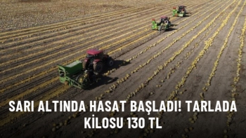 Sarı altında hasat başladı!
