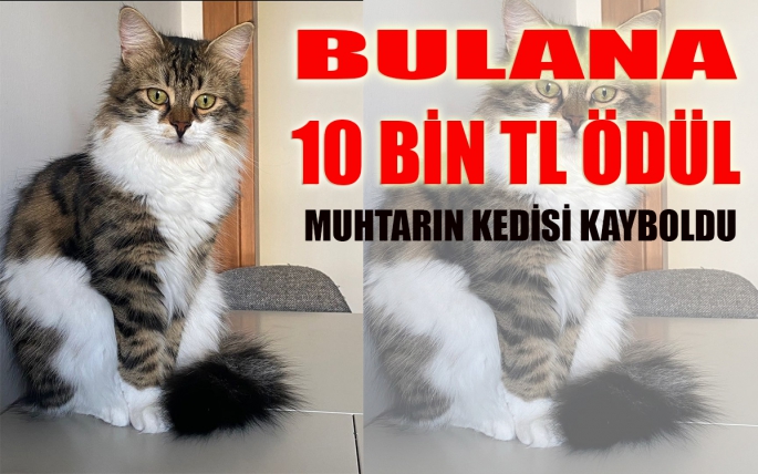 Kedisini bulanı ödüllendirecek