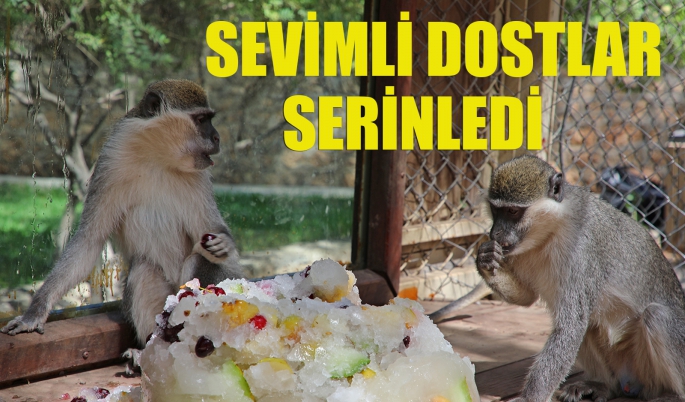 Sevimli dostlara kavurucu sıcakta buzlu meyveli serinlik